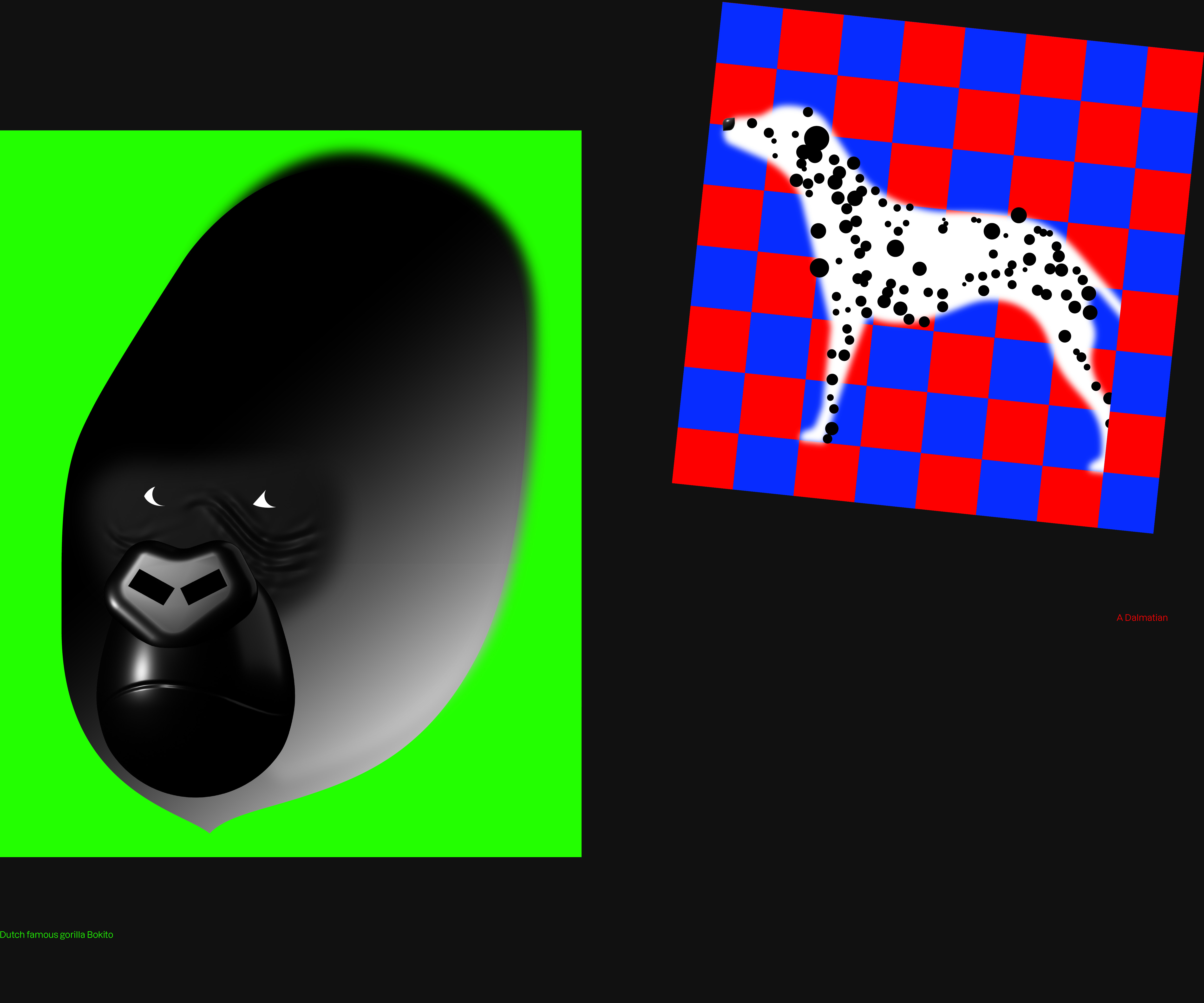 daniëlroozendaal_portfolio2023_bokitodalmatian_scheef.jpg